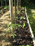 Nouveaux bambous de 3 couleurs, alternance de laitues et d betteraves rouges devant les rangées de tomates. Paillage sur carton entre les rangées.