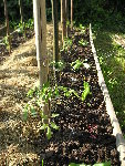Nouveaux bambous de 3 couleurs, alternance de laitues et d betteraves rouges devant les rangées de tomates. Paillage sur carton entre les rangées.