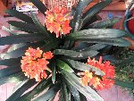 CLIVIA.jpg