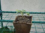 DSC05477.JPG