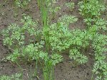 voila quelques carottes ( c est un peu le fouillis a cause des pluies fortes qu on a eu)