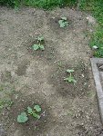 les courgettes sorties il y a 3 semaines