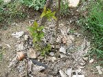 P1030011-2.jpg