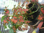 DSCF0376.jpg