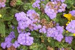 100_2230_small.JPG