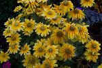 100_2231_small.JPG