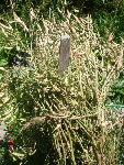 radis graines 08.07.08 006.jpg