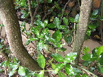 DSCF1231.JPG