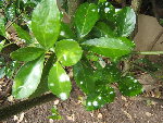 DSCF1232.JPG