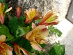 DSC09827.jpg