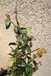 IMG_2489.JPG