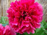 PIVOINE3.JPG