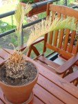 cycas malade.JPG