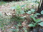 Pousses au pied de mon lilas (2)