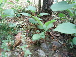 Pousses au pied de mon lilas (1)
