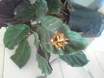 DSC00264.JPG