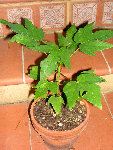 DSCN1909.JPG