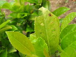 IMG_0033-1.JPG