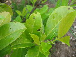 IMG_0012-1.JPG