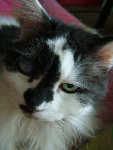 Mon chat européen angora de 17 ans : Minou