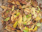 IMG_0001-4.JPG