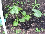 Les bébés courgettes idem que les potirons (sous tunnel)