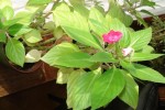 Photo 232.jpg