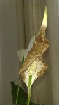 la fleur qui devient un peu marron