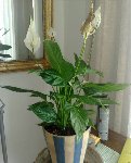 la plante entiere!