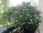 La grande Crassula