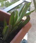 plante grasse...
