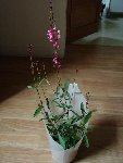 IMGP1161.JPG