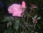 DSCF3283.JPG