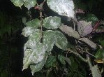 DSCF3287.JPG