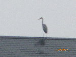 IMGP0229.JPG