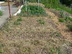 2- courgettes, Pois, tomates, aubergines.JPG