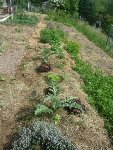 3- Aromatiques, artichaud, salades.JPG