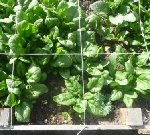 Grand carré- haricots - choux- betteraves.JPG