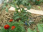 serre120509c.jpg