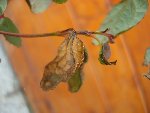 DSC02652.JPG