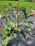 tomates6.jpg
