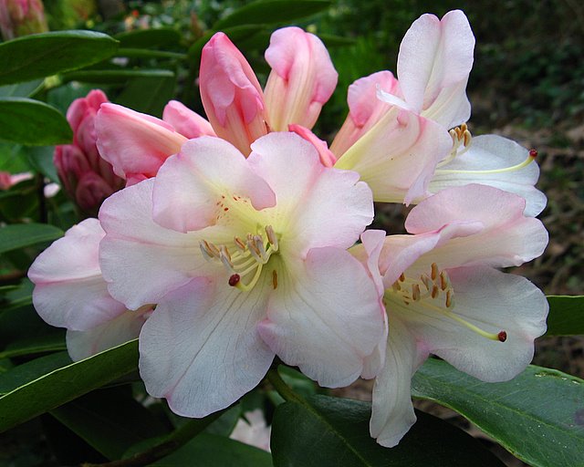 Un de mes rhododendrons,  je ne sais plus son nom ? <br />Ludo