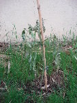 pied de tomate