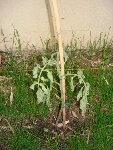 tomate 014.jpg