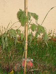 tomate 012.jpg