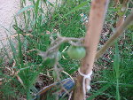 tomate 017.jpg