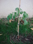tomate 015.jpg