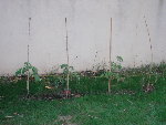 tomate 013.jpg