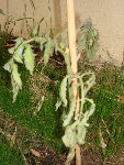 tomate 019.jpg
