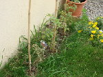 tomate 018.jpg